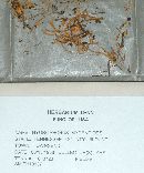 Hygrophorus mycenoides image