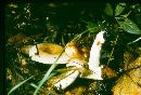 Russula pectinatoides image