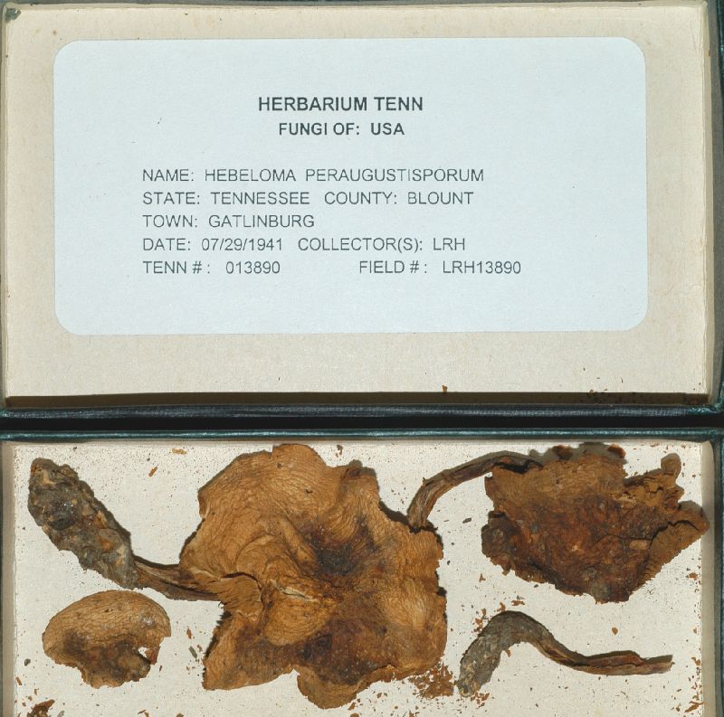 Hebeloma perangustisporium image