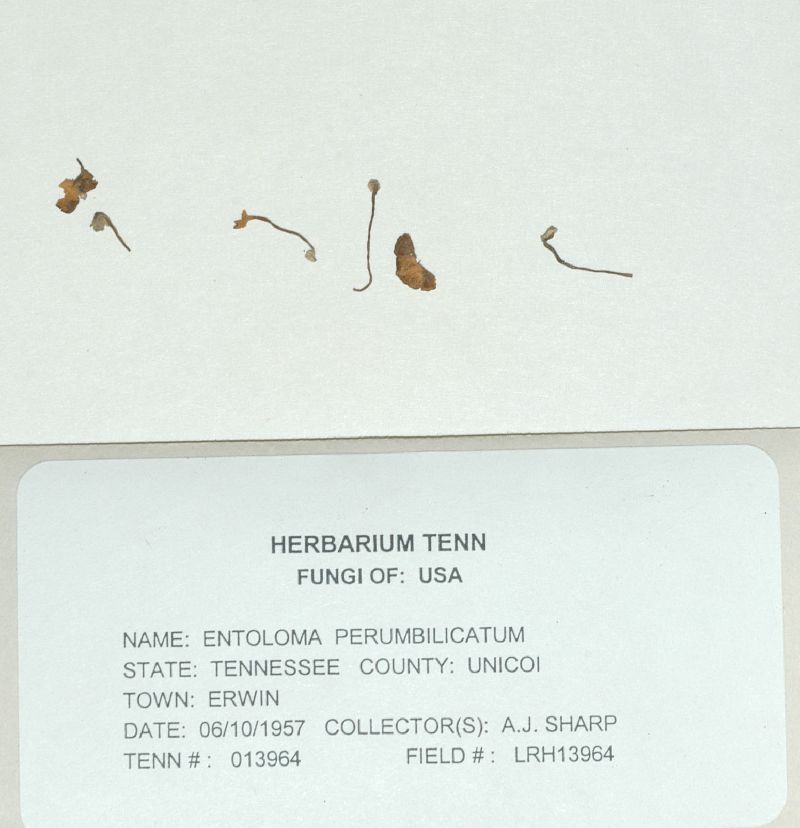 Entoloma perumbilicatum image