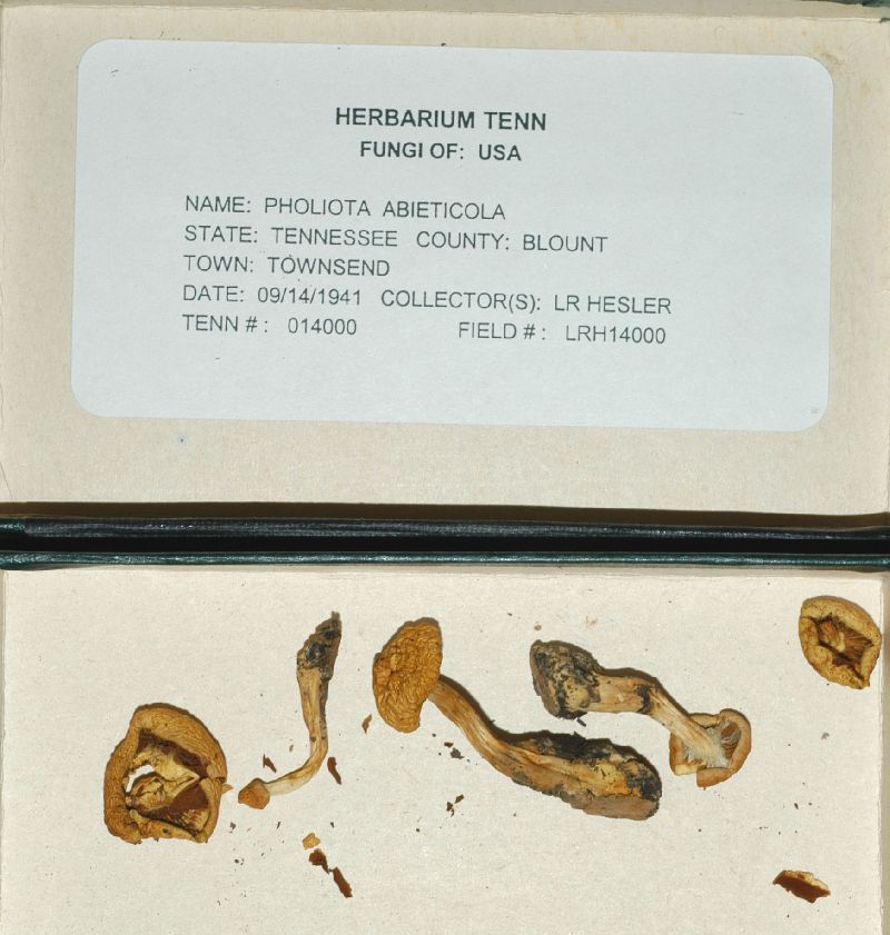 Pholiota abieticola image