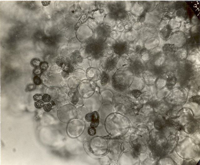 Secotium conicum image