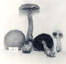 Cortinarius torvus image