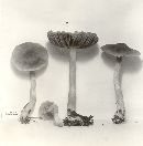 Cortinarius obtusus image