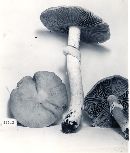 Cortinarius caperatus image