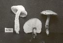 Tricholoma saponaceum image