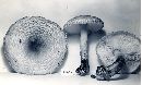 Lepiota cortinarius image
