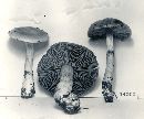 Cortinarius iodes image