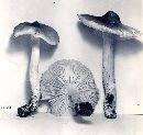 Tricholoma sejunctum image