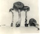 Cortinarius iodes image