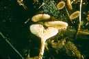 Lactarius griseus image