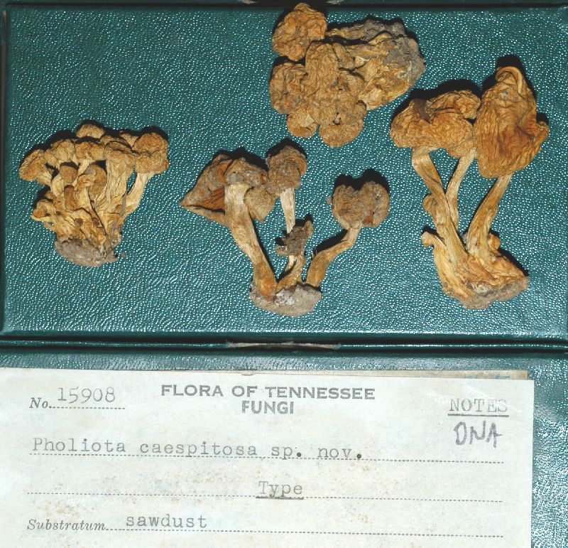 Pholiota caespitosa image