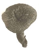 Podosphaera macularis image