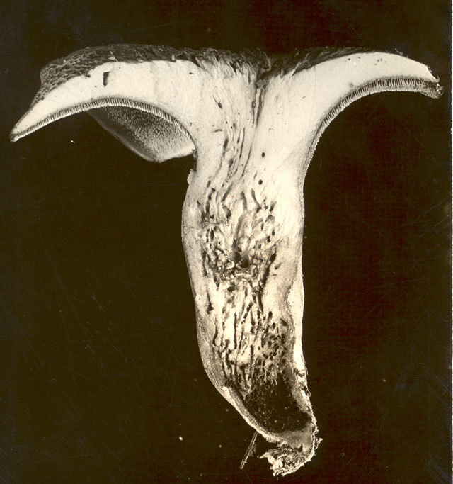 Podosphaera macularis image