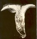 Podosphaera macularis image