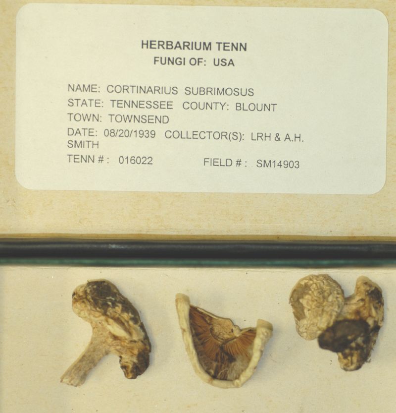 Cortinarius subrimosus image