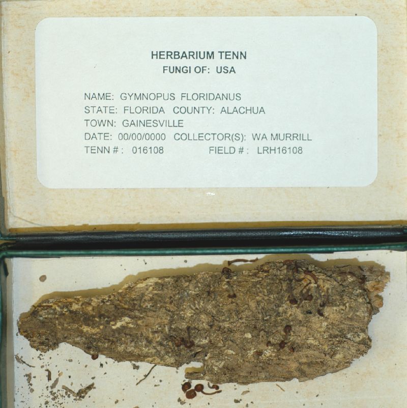 Gymnopus floridanus image