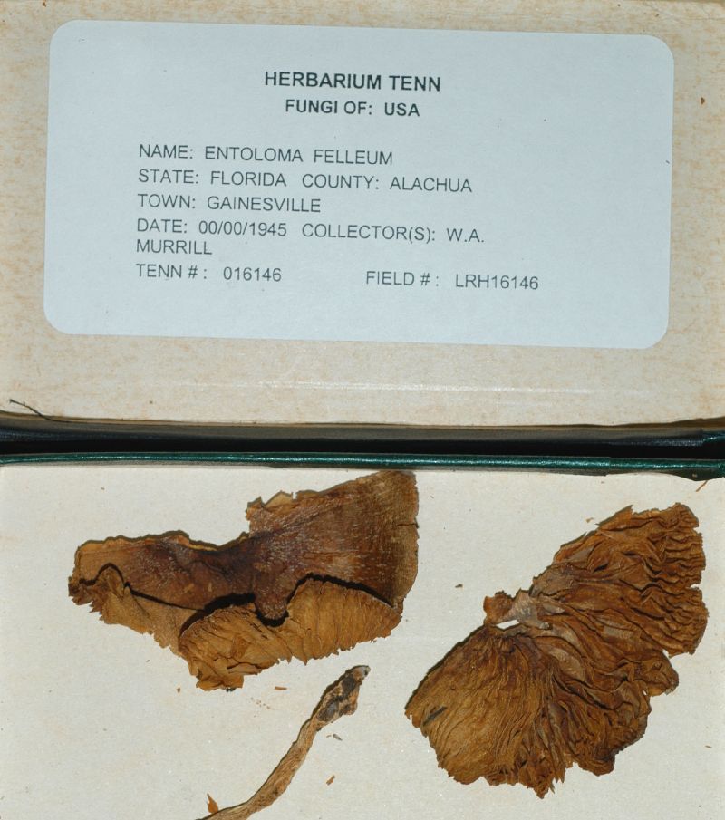 Entoloma felleum image