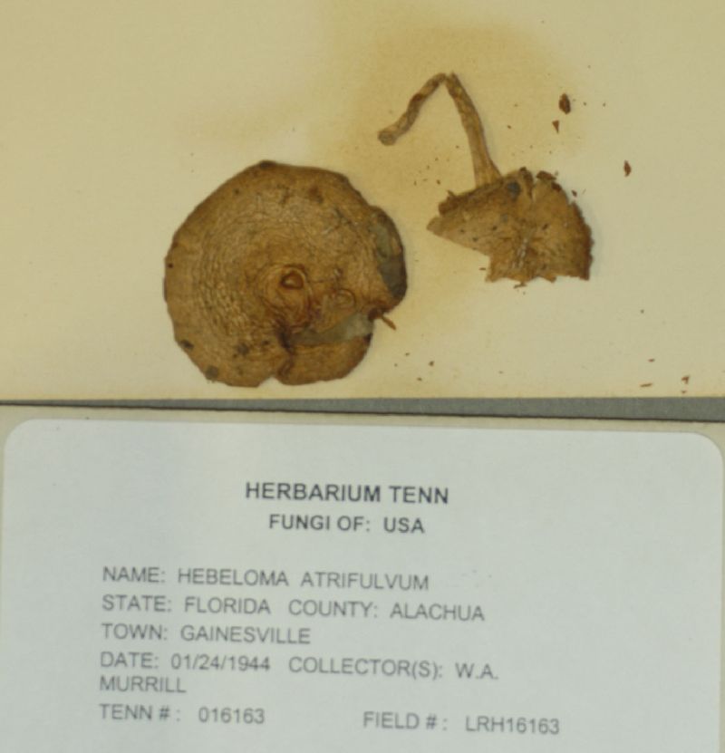 Hebeloma atrifulvifolium image