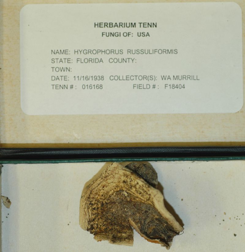 Hygrophorus russuliformis image