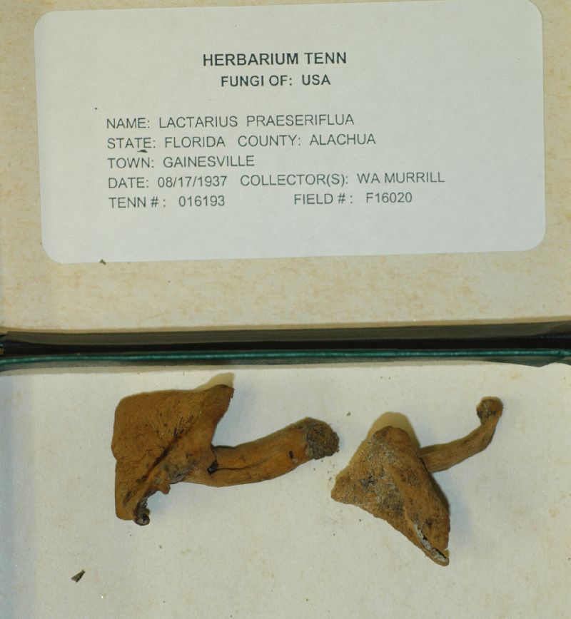 Lactarius praeserifluus image