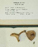 Lactarius praezonatus image