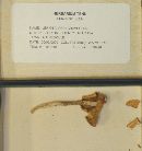 Lepiota praegraveolens image