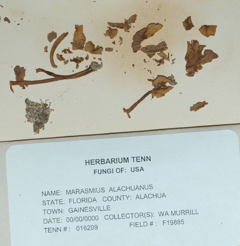 Marasmius alachuanus image