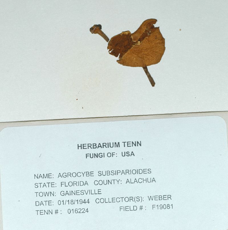 Agrocybe subsiparioides image