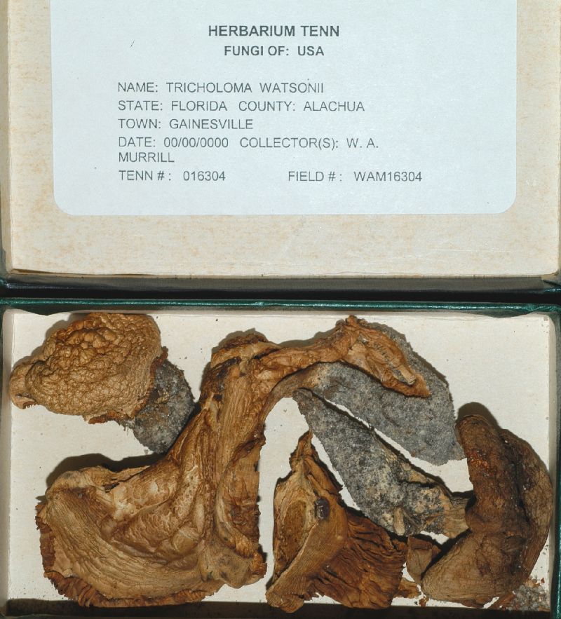 Tricholoma watsonii image