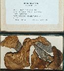 Tricholoma watsonii image