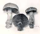 Cortinarius torvus image