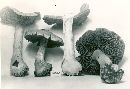 Cortinarius argenteopileatus image