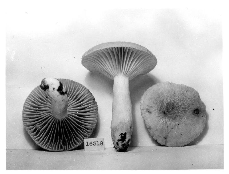 Lactarius pseudofuliginosus image