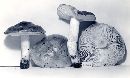 Tricholoma portentosum image