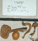 Boletus ferrugineus image