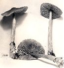 Entoloma strictius image