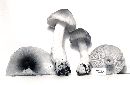 Tricholoma sejunctum image