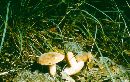 Lactarius hygrophoroides image