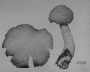 Entoloma luridum image