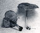 Entoloma violaceum image