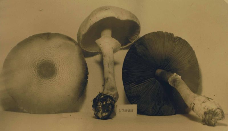Agaricus bambusigenus image
