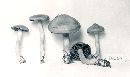 Cortinarius semisanguineus image