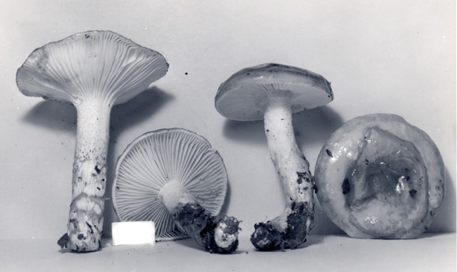 Hygrophorus paludosus image