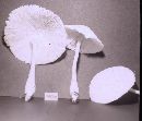 Leucocoprinus cepistipes image