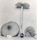 Marasmius nigrodiscus image