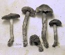 Cortinarius malicorius image