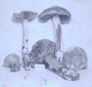 Cortinarius pseudosalor image