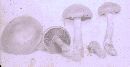 Cortinarius semisanguineus image