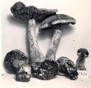 Cortinarius malachius image